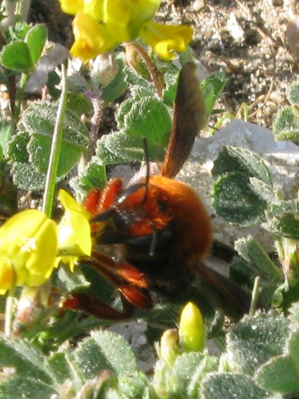 femmina di Chalicodoma siculum